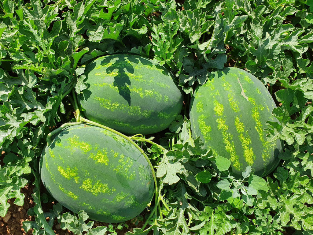 crimmi Watermelon oval  earlier prevalent use: Internal and foreign market. Excellent for large-scale distribution  Prevalent cultivation: Open field Descrizione Cycle: Early  Plant: Compact plant with excellent flowering and fruit set  Fruit:    Elongated oval shape   Weight 12-14 Kg   Excellent quality   Red pulp, crunchy and not very fibrous  Advantages:    Early production   Excellent homogeneity   Excellent shelf life post harvest 