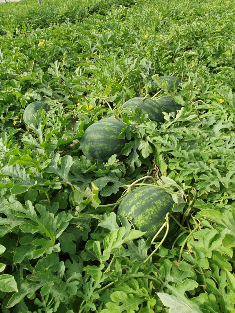 piccolina In the small watermelon quality is excellent  Prevalent use: Domestic and foreign market. Excellent for large-scale distribution   Prevalent cultivation: greenhouse and open field     Description  Cycle: Medium - late   Plant: good vigor with excellent flowering   Fruit:    round/round-oval shape    weight 2-2,5 Kg very homogeneus    Excellent quality    Red and crunchy pulp   Advantages:     High and constant production    Homogeneity and constant quality    Excellent veratility of the plant    High degree Brix 